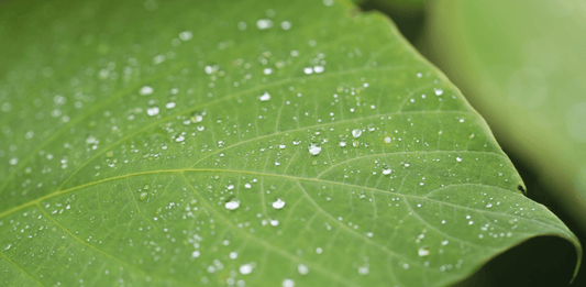 Happy World Water Day from TCL
